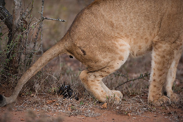 Image showing Lion defecating