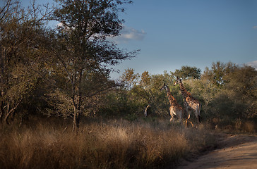 Image showing Giraffes