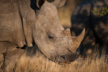 Image showing Grazing rhino