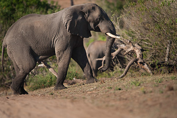 Image showing Elephant climbing hill