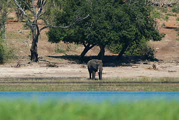 Image showing Baby elephant at riverside