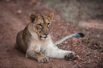 Image showing Female lion on path