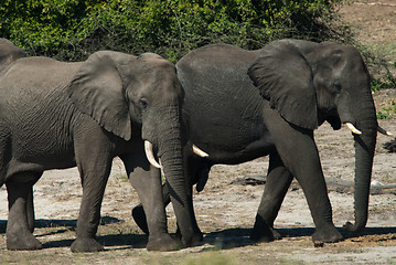 Image showing Two elephants