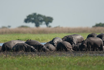 Image showing Large group of hippos in the mud