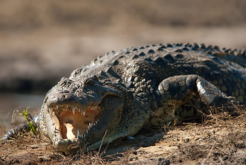 Image showing Crocodile baring teeth close up