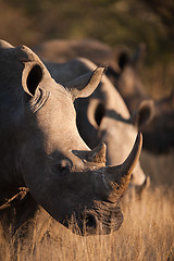 Image showing Grazing rhino