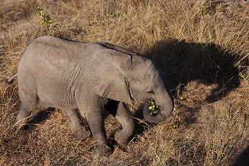 Image showing High angle view of baby elephant