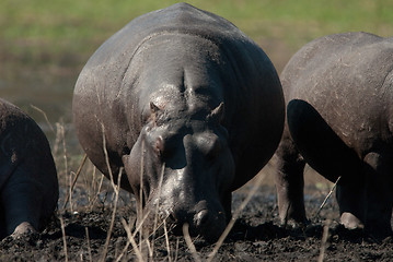 Image showing Hippopotamus grazing