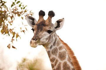 Image showing GIRAFFE (Giraffa camelopardalis) up close