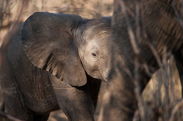 Image showing Baby elephant walking 2