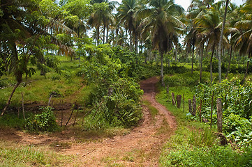 Image showing Road to Playa Rincon Mid View