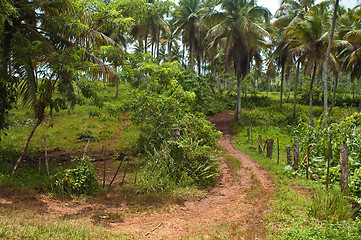 Image showing Road to Playa Rincon High View