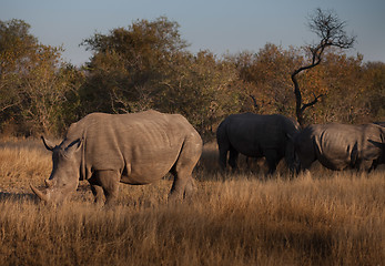 Image showing Three rhinos