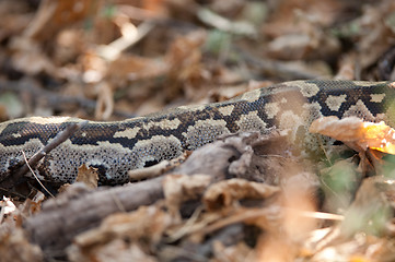 Image showing Python among leaves