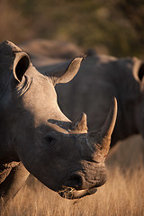 Image showing Grazing rhino