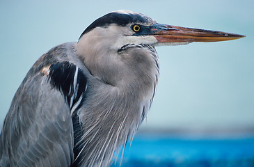 Image showing Great blue heron