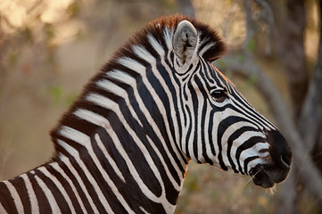 Image showing PLAINS ZEBRA (Equus quagga) profile view