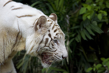 Image showing White tiger