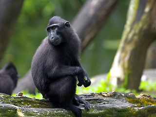 Image showing Crested Black Macaque