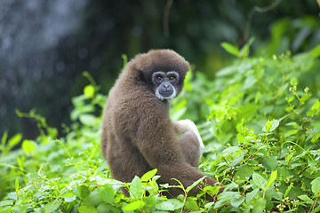 Image showing Gibbon monkey