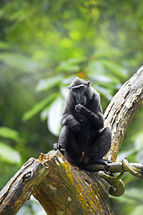 Image showing Crested Black Macaque