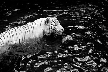 Image showing White tiger