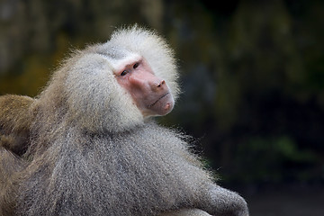 Image showing Baboon