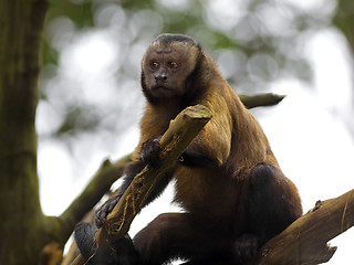 Image showing Brown Capuchin Monkey