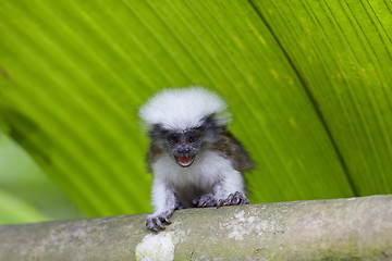 Image showing cotton-top tamarin