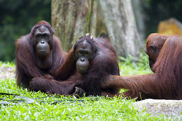 Image showing Borneo Orangutan