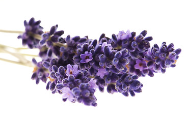 Image showing Lavender flowers on the white background