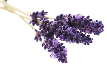 Image showing Lavender flowers on the white background