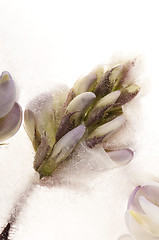 Image showing Frozen flowers. blossoms in the ice cube