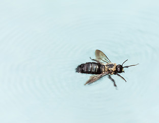 Image showing Carpenter bee swimming in pool