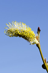 Image showing Closeup macro spring kittens goat willow sky 