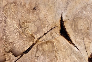 Image showing Cutting texture of old tree.