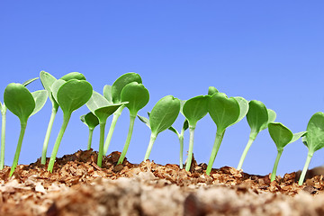 Image showing Small watermelon seedling against blue sky