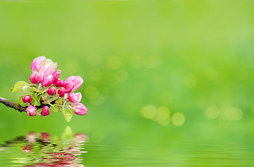 Image showing Green spring background with shallow focus and refflection