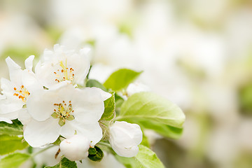 Image showing Blossoming flower in spring with very shallow focus