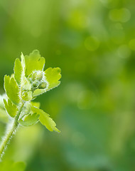 Image showing Green spring background with shallow focus