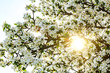 Image showing Blossoming spring tree with sun beam