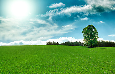 Image showing Spring landscape with tree and blue sky