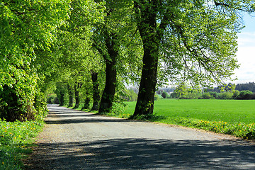 Image showing Old country road with line of trees 