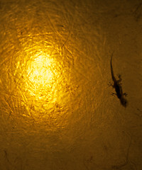 Image showing Lizard into Lantern