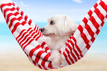 Image showing Pet dog summer holiday 