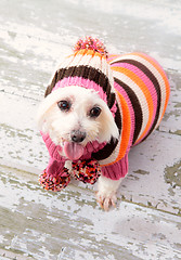 Image showing Small terrier wearing winter fashion