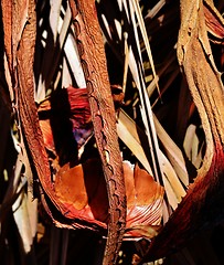 Image showing Dry Aloe Vera leaf