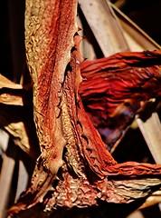Image showing Dry Aloe Vera leaf