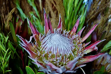 Image showing Protea blossom