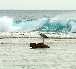 Image showing Grey Heron